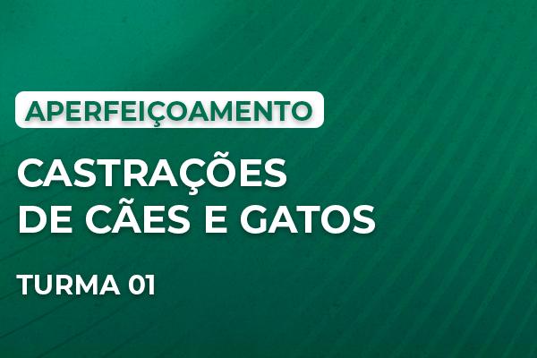 Imagem do curso: Aperfeiçoamento em Castrações de Cães e Gatos